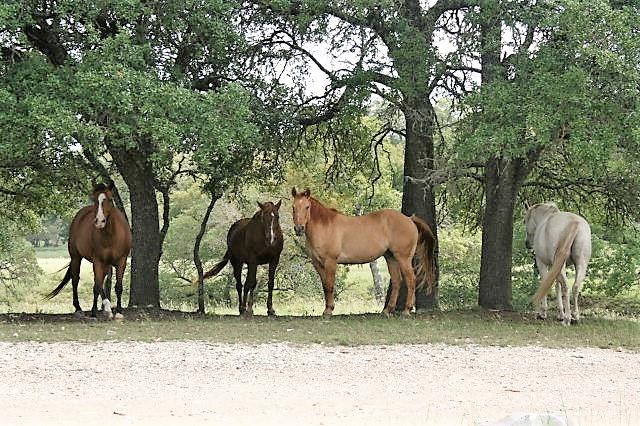 Kerrville, Texas, 78028, United States, 6 Bedrooms Bedrooms, ,3 BathroomsBathrooms,Residential,Active,1884989