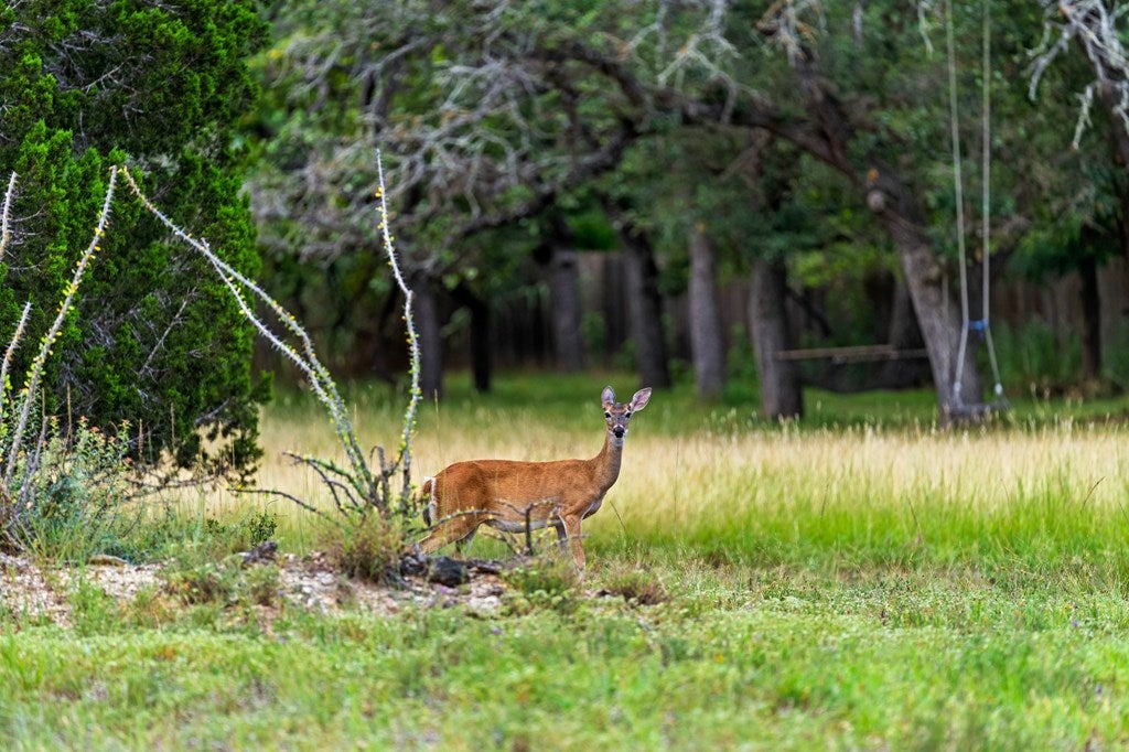 Kerrville, Texas, 78028, United States, 3 Bedrooms Bedrooms, ,2 BathroomsBathrooms,Residential,Active,1913035