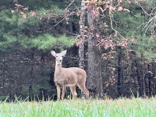 ONEIDA-PAINT ROCK RD, ONEIDA, TN 37841 - Image 1