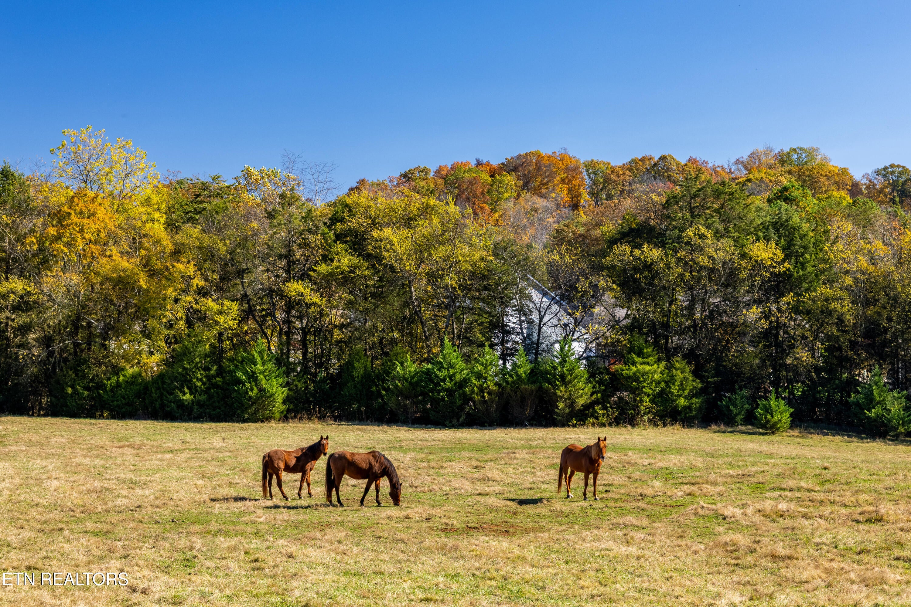 Loudon, Tennessee, 37774, United States, 3 Bedrooms Bedrooms, ,3 BathroomsBathrooms,Residential,Active,1988704