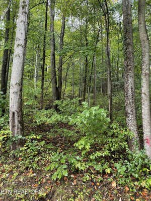 LOT5/6 JEAN AVE, JAMESTOWN, TN 38556 - Image 1