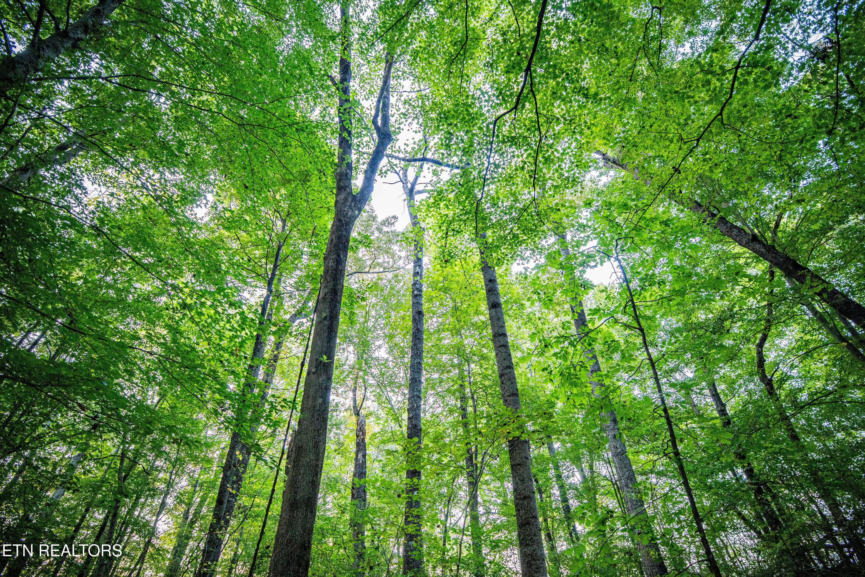 Maryville, Tennessee, 37804, United States, 2 Bedrooms Bedrooms, ,1 BathroomBathrooms,Residential,Active,1945541