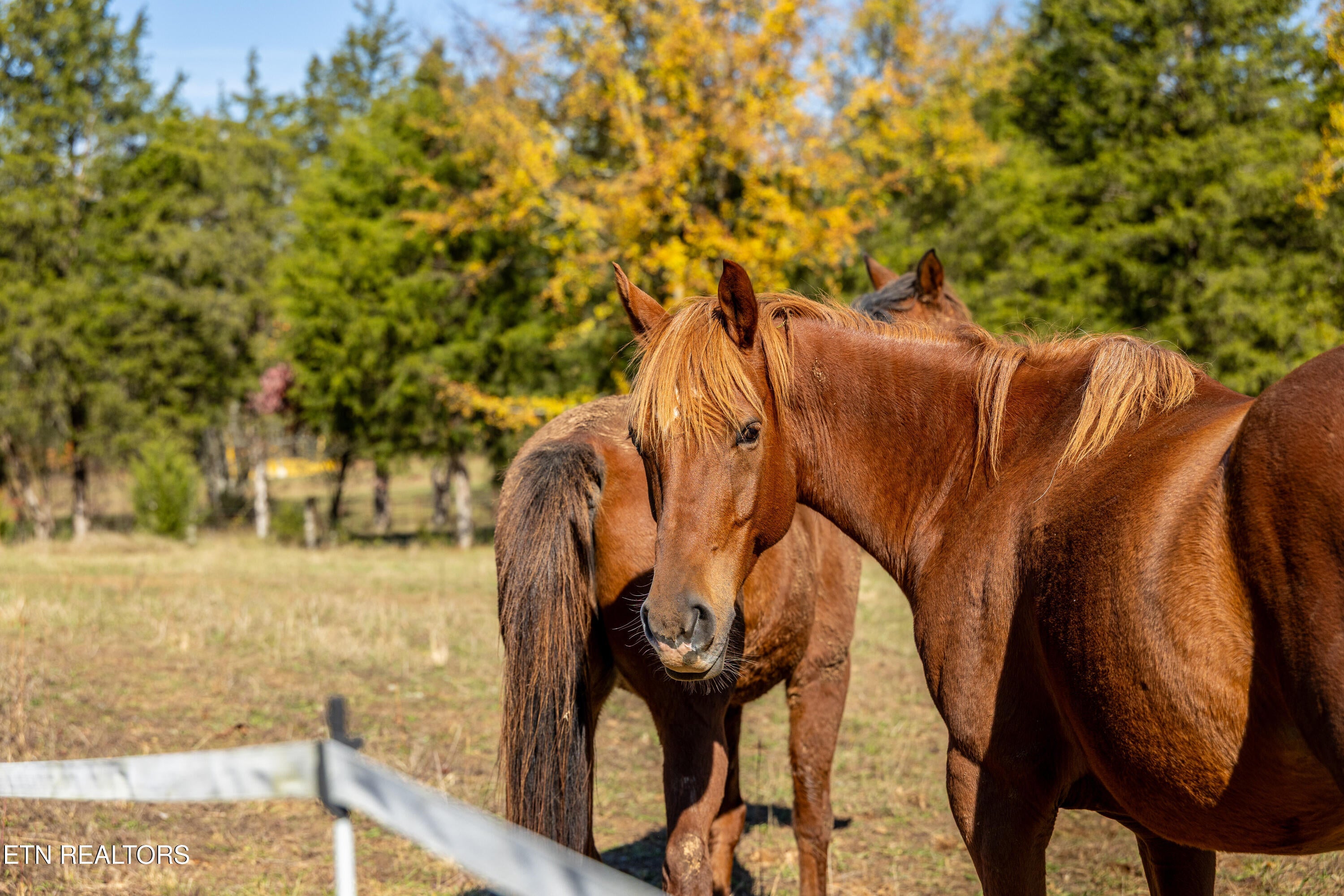 Loudon, Tennessee, 37774, United States, 3 Bedrooms Bedrooms, ,3 BathroomsBathrooms,Residential,Active,1988704