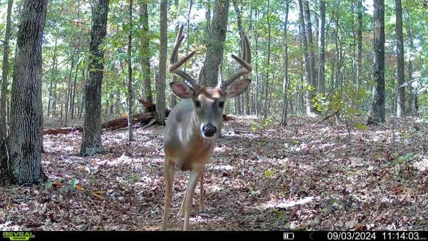 0 COUNTY ROAD 362, LESTERVILLE, MO 63620, photo 4 of 39