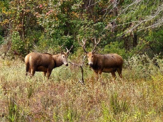 LOT 43 FALLOW RUN, LARUE, TX 75770, photo 4 of 17