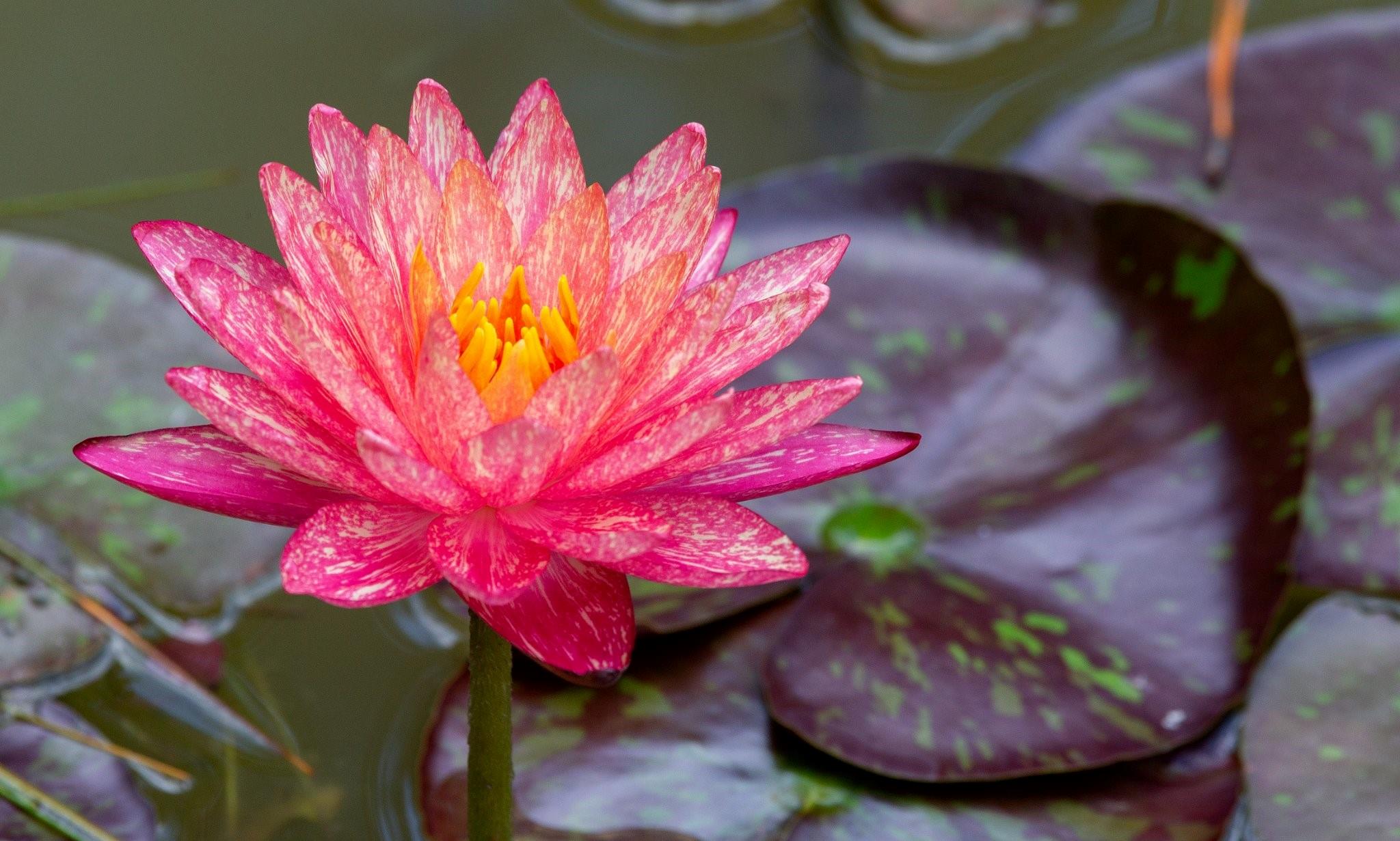 Montgomery, Texas, 77316, United States, 4 Bedrooms Bedrooms, ,3 BathroomsBathrooms,Residential,Active,1953985