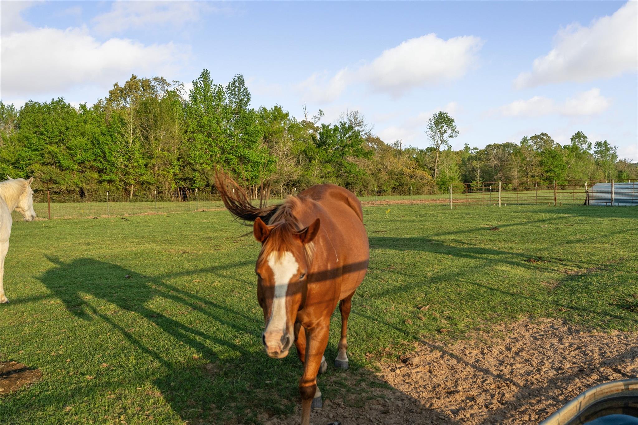 Centerville, Texas, 75833, United States, 6 Bedrooms Bedrooms, ,3 BathroomsBathrooms,Residential,Active,1862877
