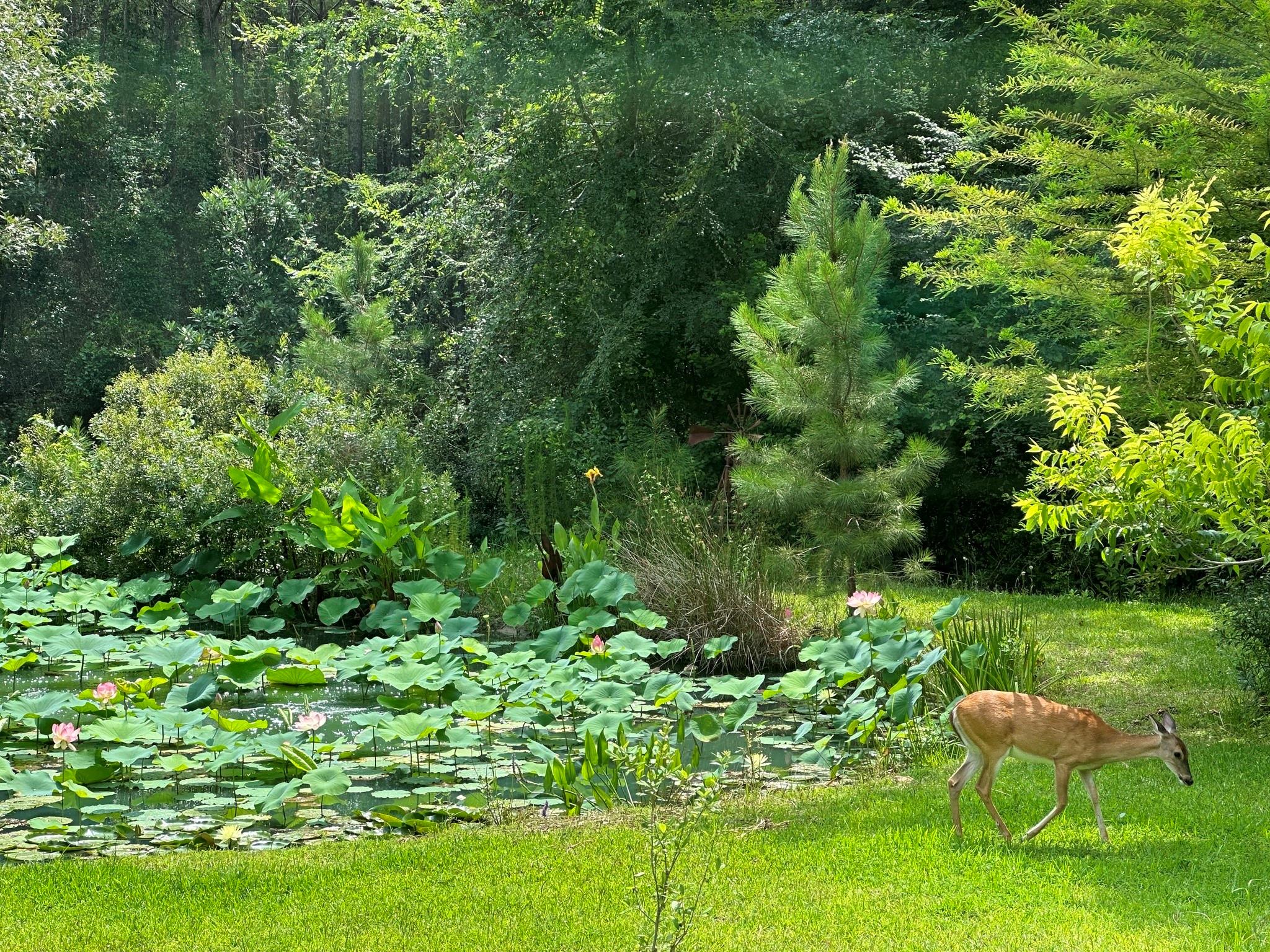 Montgomery, Texas, 77316, United States, 4 Bedrooms Bedrooms, ,3 BathroomsBathrooms,Residential,Active,1953985