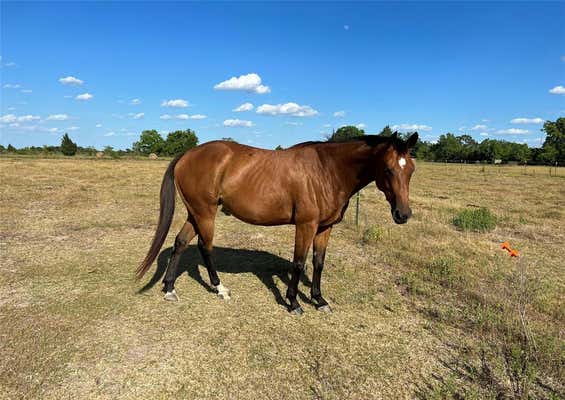 000 BARTLETT TRCT 2 ROAD, SEALY, TX 77474, photo 5 of 37