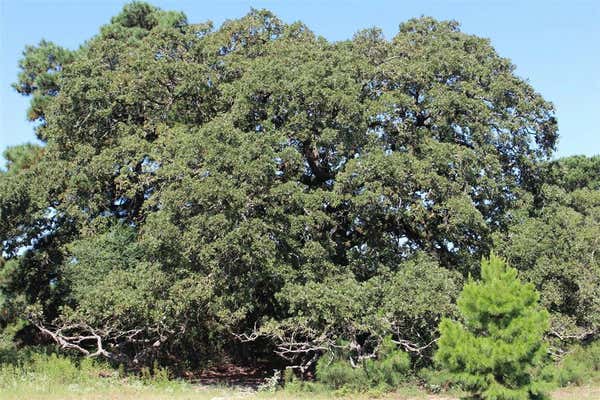 000 COUNTY ROAD 2345, GRAPELAND, TX 75844, photo 3 of 25