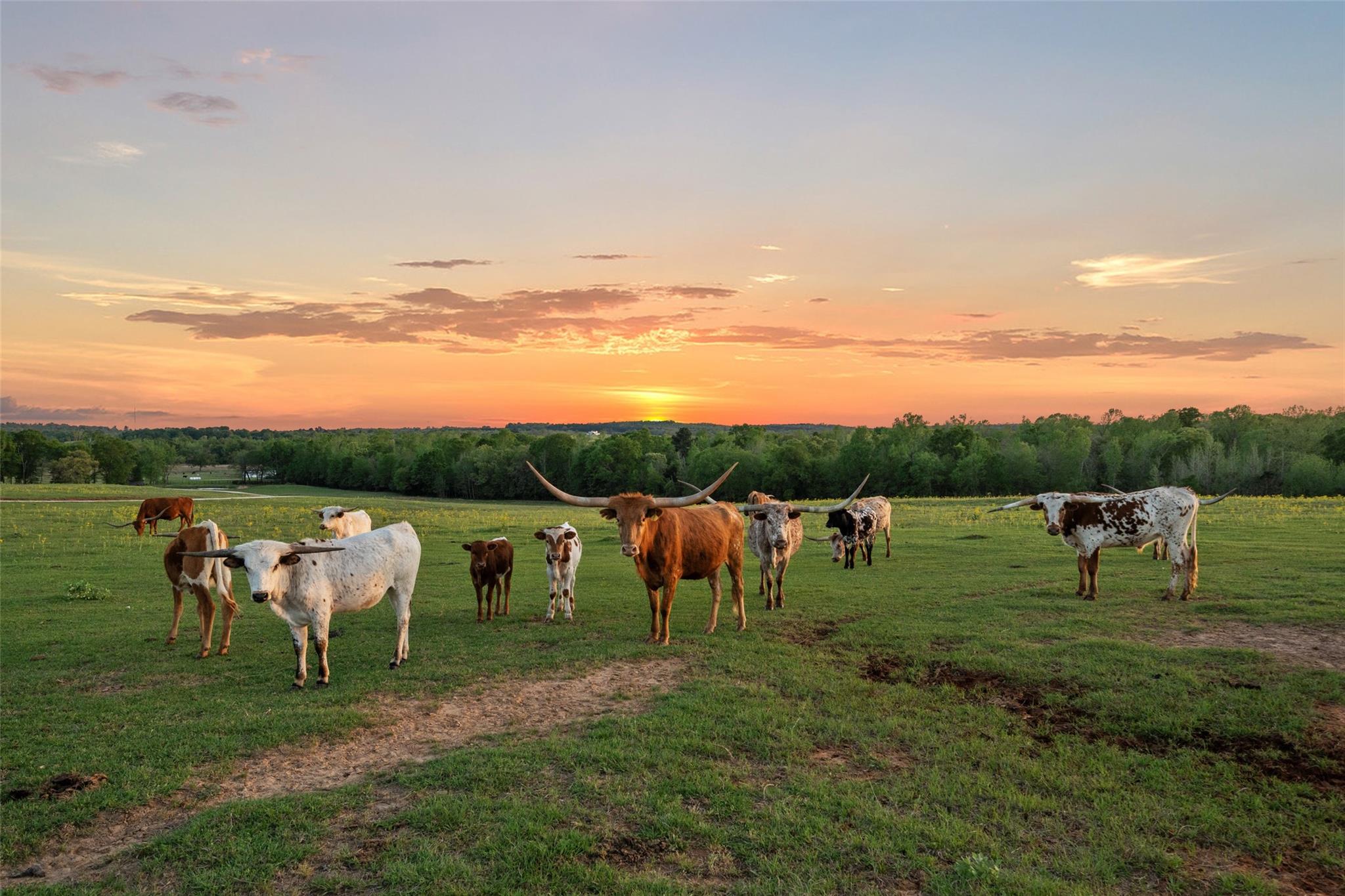 Centerville, Texas, 75833, United States, 6 Bedrooms Bedrooms, ,3 BathroomsBathrooms,Residential,Active,1862877
