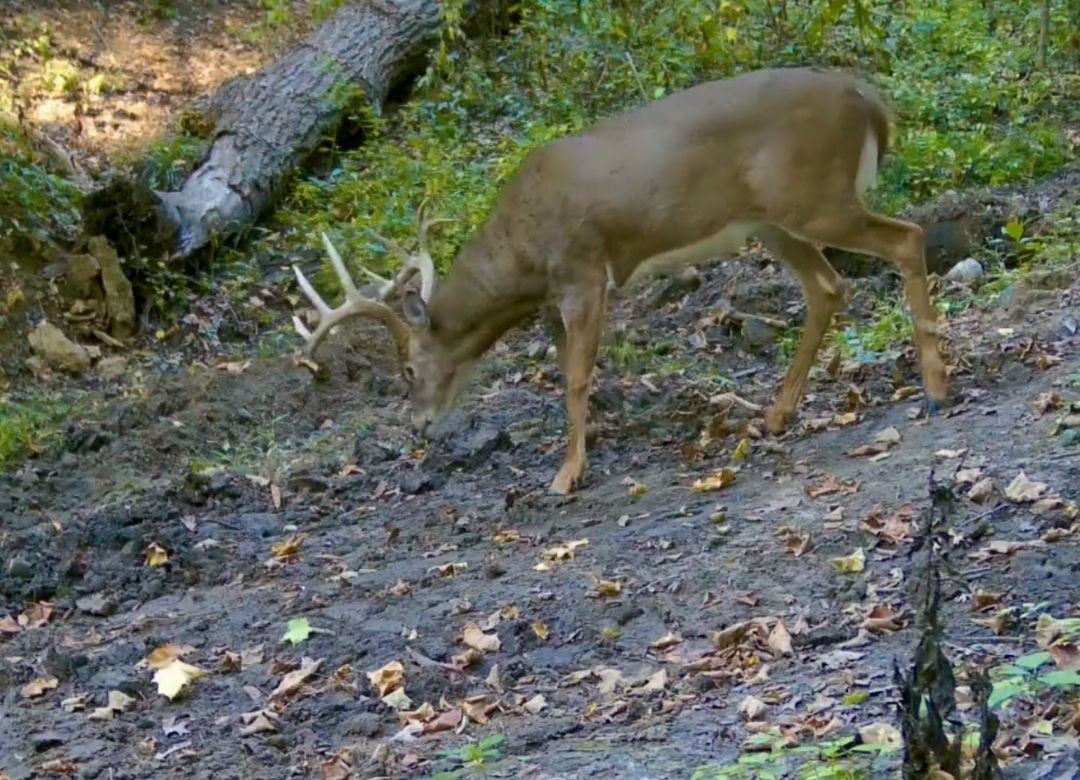 Adel, Iowa, 50003, United States, 3 Bedrooms Bedrooms, ,2 BathroomsBathrooms,Residential,Active,2009856