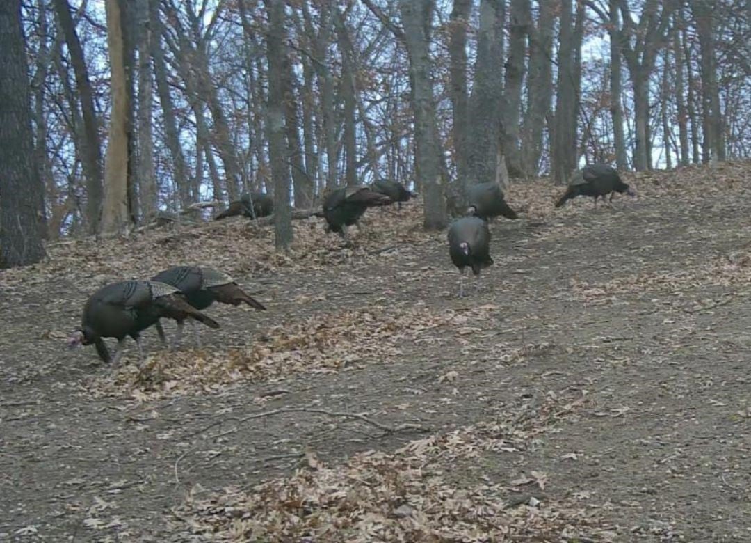 Adel, Iowa, 50003, United States, 3 Bedrooms Bedrooms, ,2 BathroomsBathrooms,Residential,Active,2009856