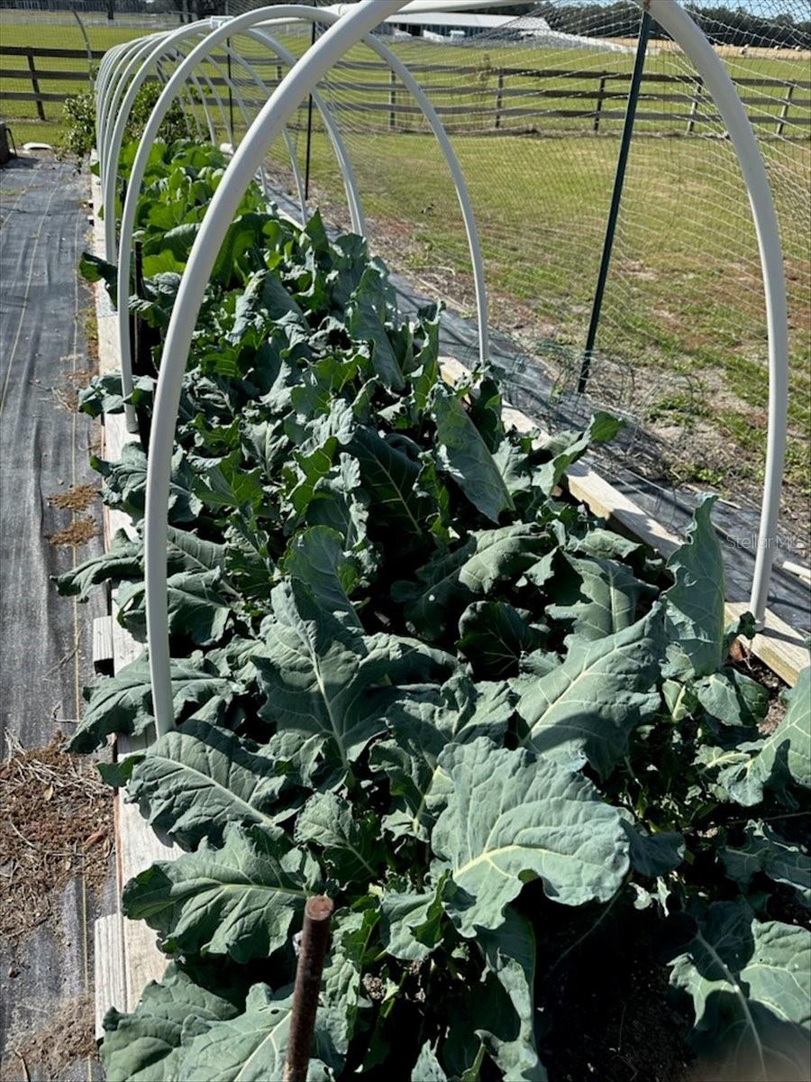 Chiefland, Florida, 32626, United States, 4 Bedrooms Bedrooms, ,5 BathroomsBathrooms,Residential,Active,1954337