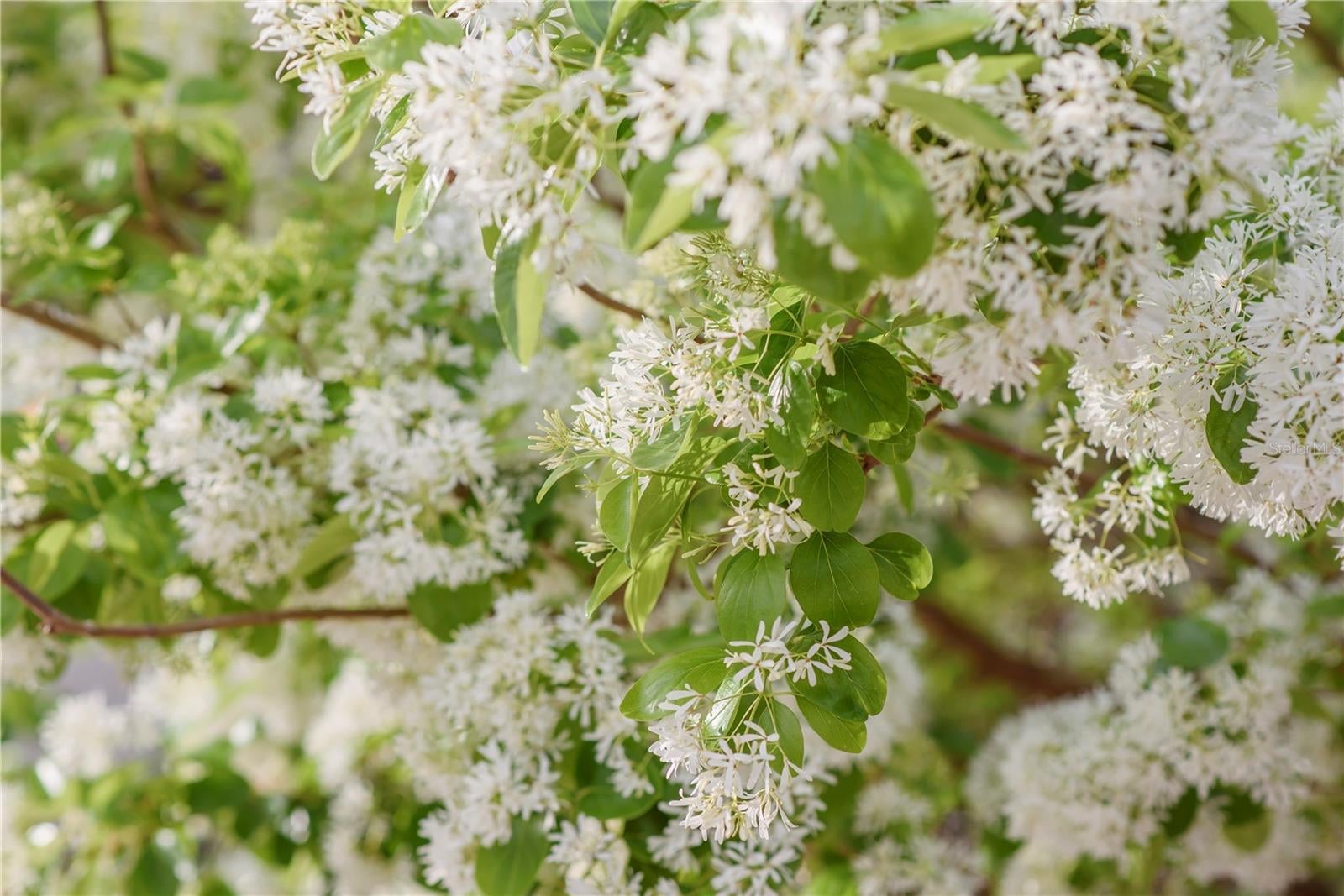 Gainesville, Florida, 32608, United States, 4 Bedrooms Bedrooms, ,3 BathroomsBathrooms,Residential,Active,1989761