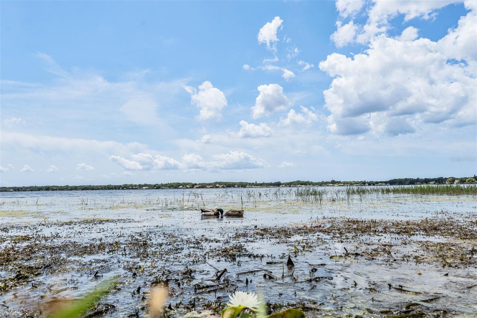 Palm Harbor, Florida, 34685, United States, ,4 BathroomsBathrooms,Residential,Active,1810371