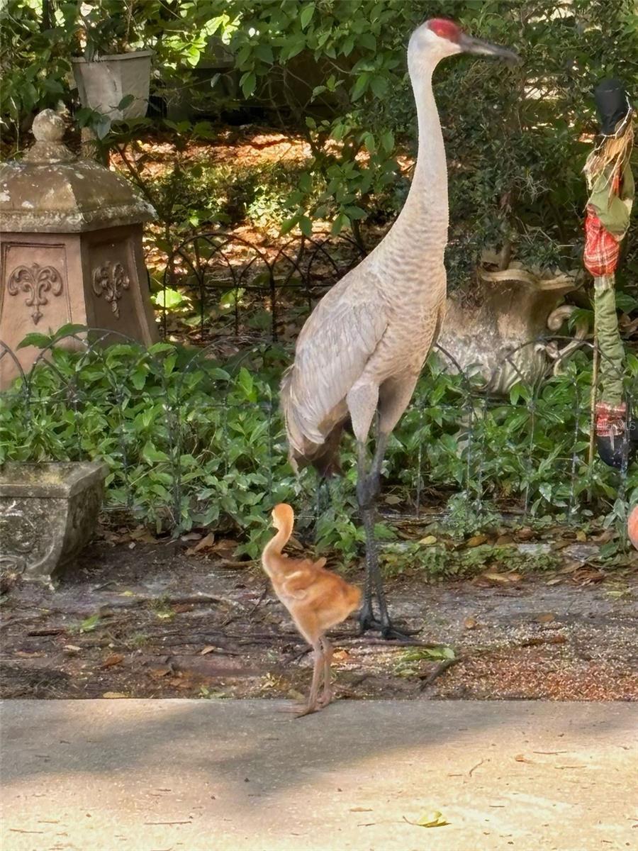 Sanford, Florida, 32771, United States, 5 Bedrooms Bedrooms, ,5 BathroomsBathrooms,Residential,Active,2017886