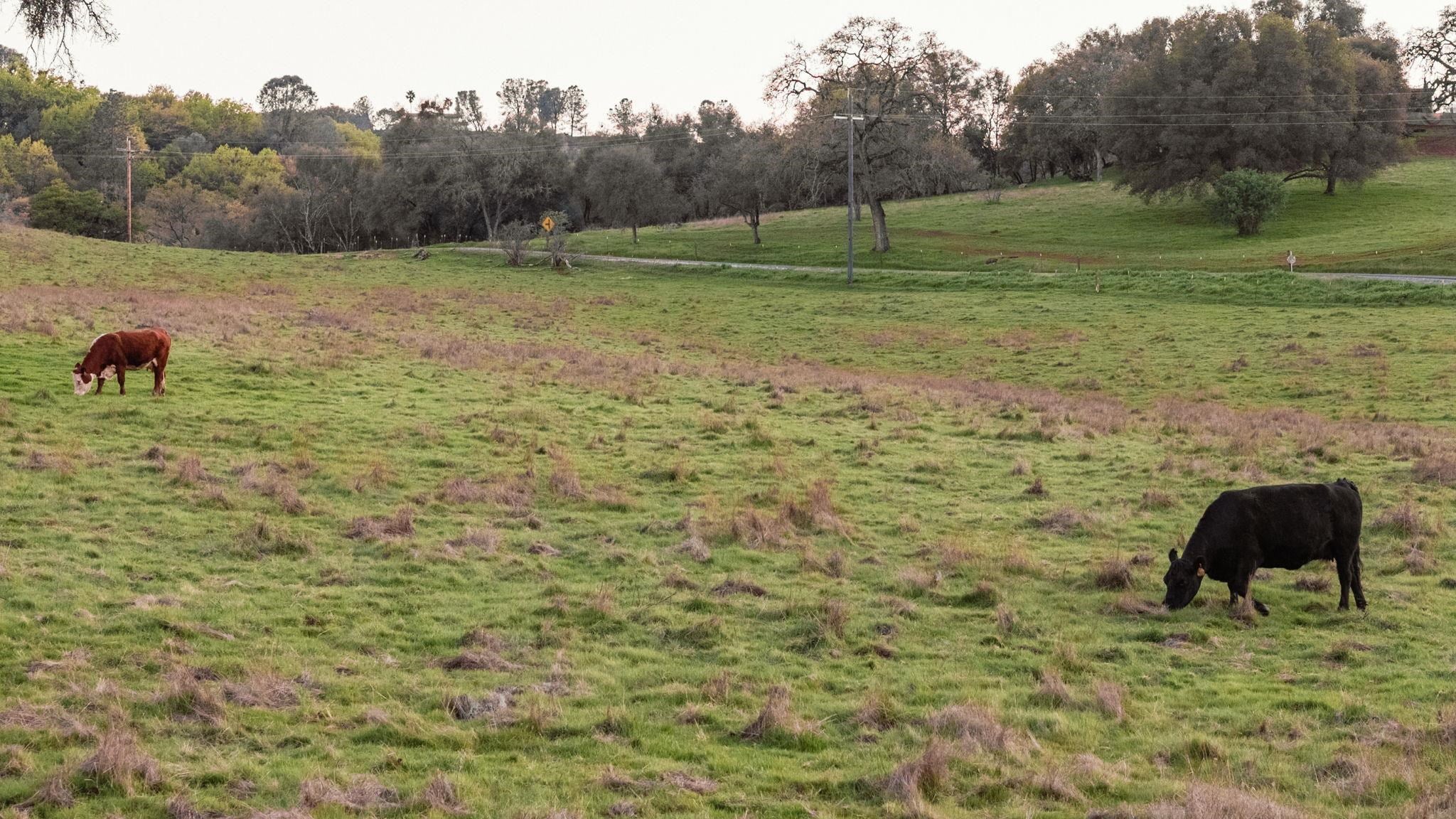 Angels Camp, California, 95222, United States, 4 Bedrooms Bedrooms, ,4 BathroomsBathrooms,Residential,Active,2015240