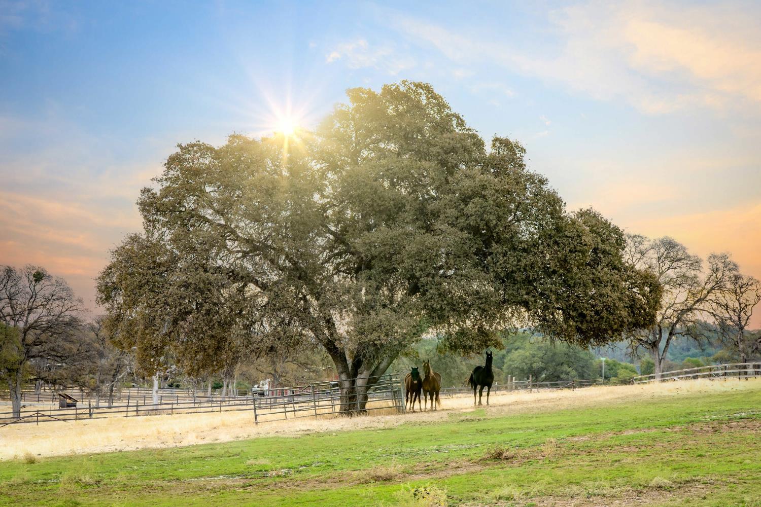 Smartsville, California, 95977, United States, 1 Bedroom Bedrooms, ,3 BathroomsBathrooms,Residential,Active,1952299