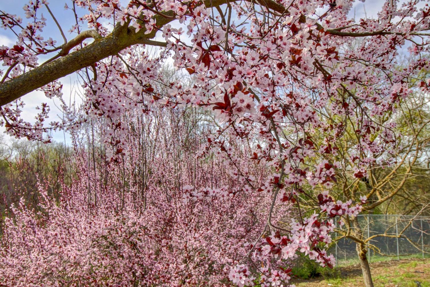 Sacramento, California, 95827, United States, 6 Bedrooms Bedrooms, ,7 BathroomsBathrooms,Residential,Active,1898041