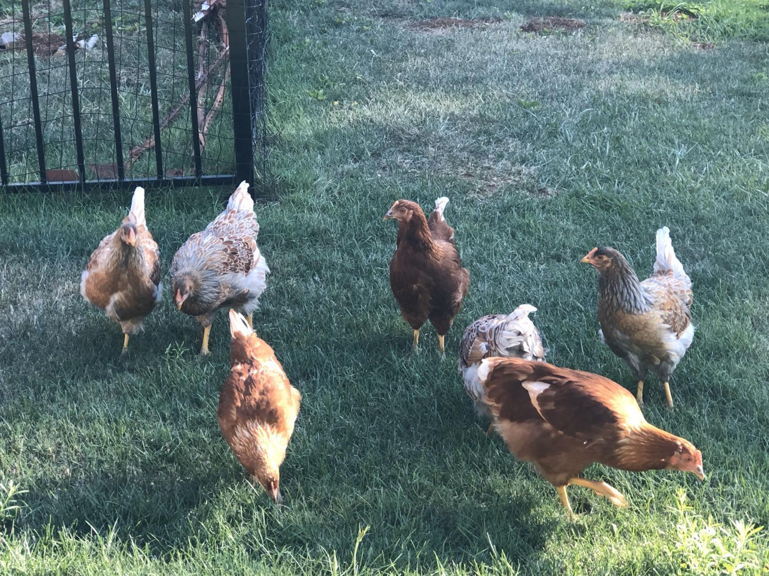 Pollock Pines, California, 95726, United States, 4 Bedrooms Bedrooms, ,3 BathroomsBathrooms,Residential,Active,1880012