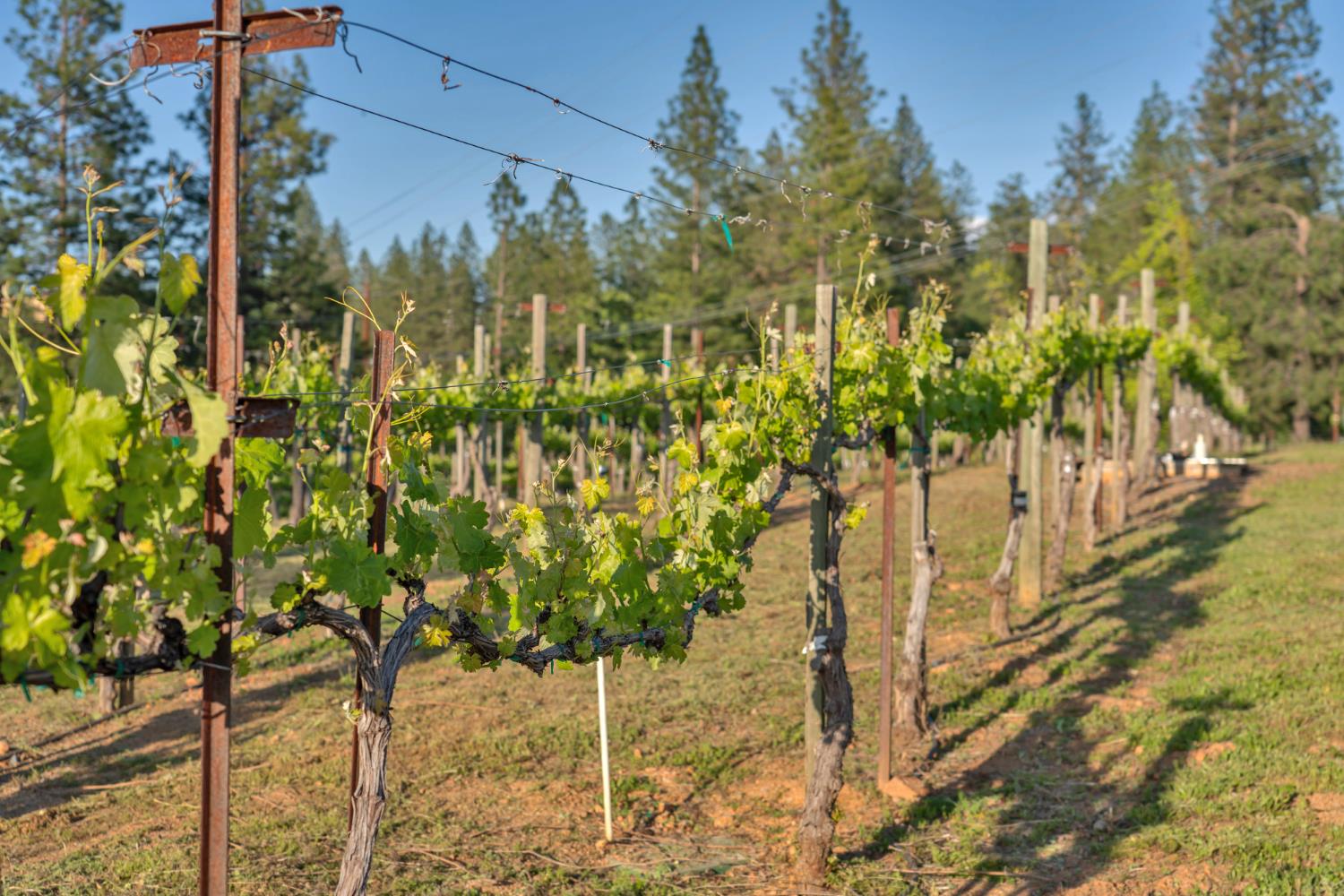 Placerville, California, 95667, United States, 3 Bedrooms Bedrooms, ,3 BathroomsBathrooms,Residential,Active,1834323