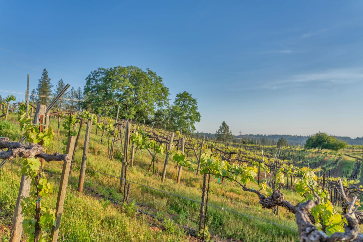 Placerville, California, 95667, United States, 3 Bedrooms Bedrooms, ,3 BathroomsBathrooms,Residential,Active,1834323