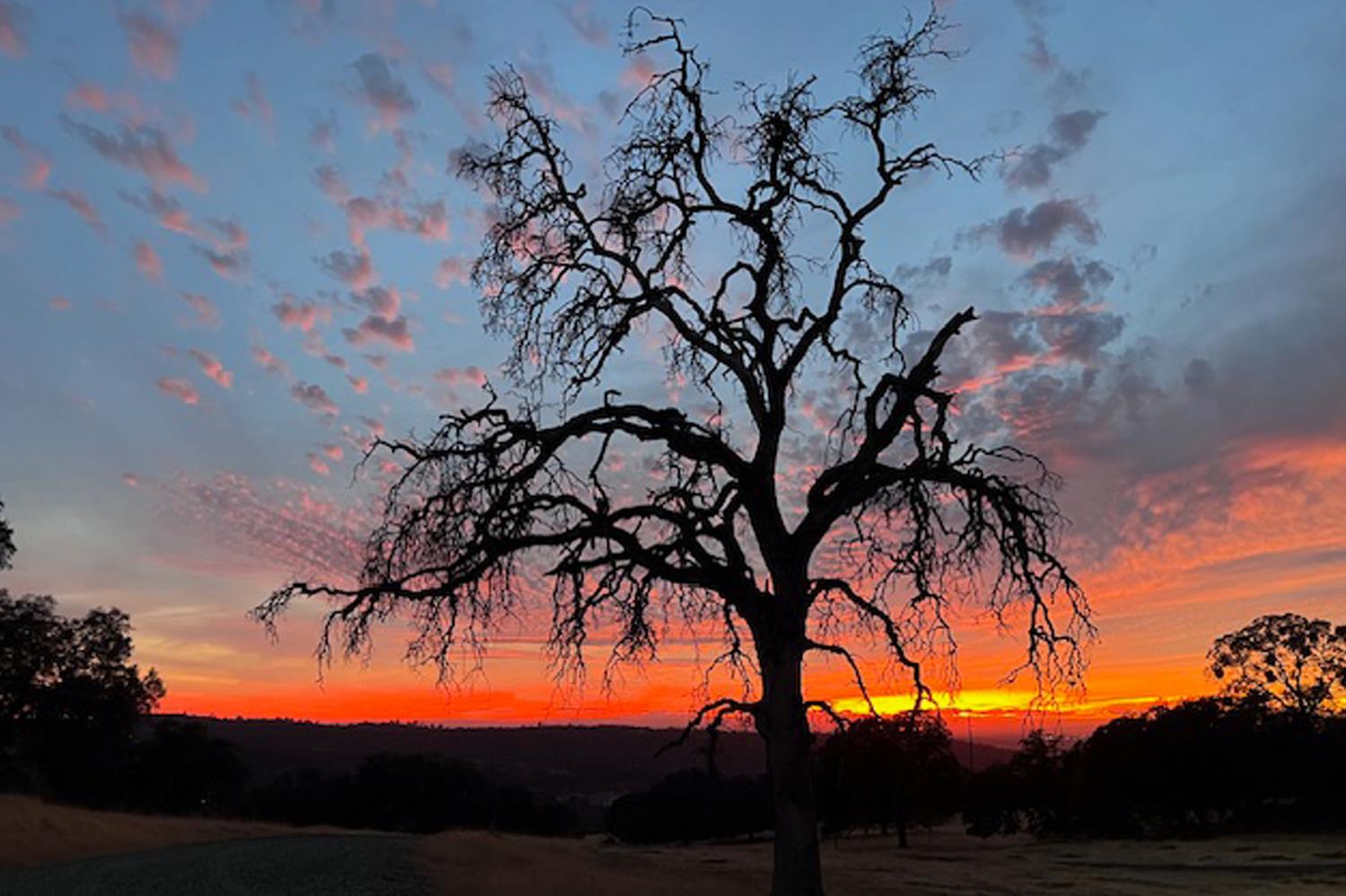 Smartsville, California, 95977, United States, 1 Bedroom Bedrooms, ,3 BathroomsBathrooms,Residential,Active,1952299