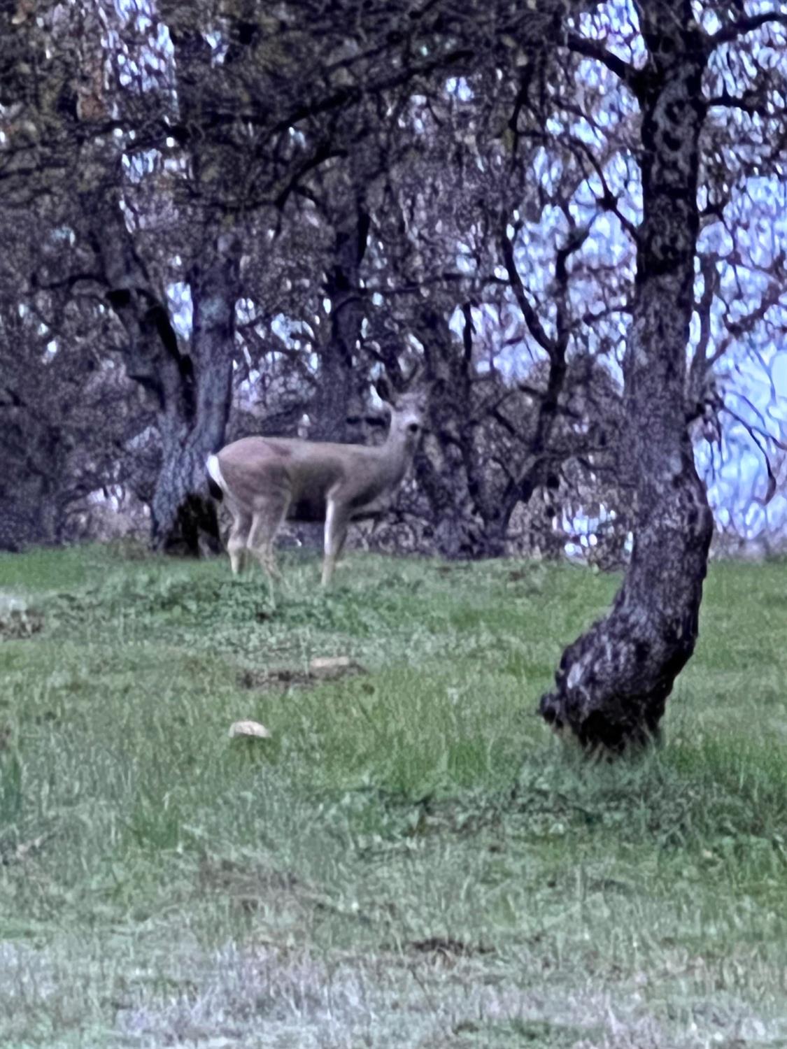 Angels Camp, California, 95222, United States, 3 Bedrooms Bedrooms, ,2 BathroomsBathrooms,Residential,Active,1942399