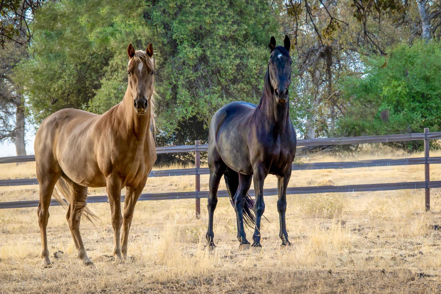 Smartsville, California, 95977, United States, 1 Bedroom Bedrooms, ,3 BathroomsBathrooms,Residential,Active,1952299