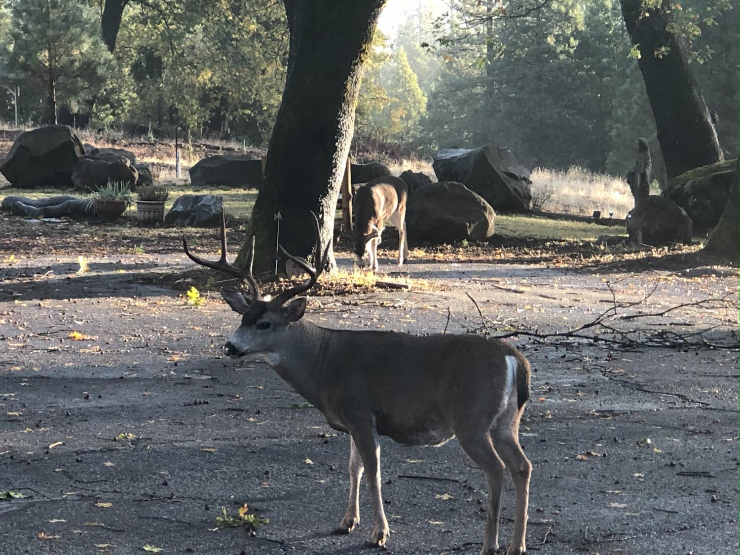Pollock Pines, California, 95726, United States, 4 Bedrooms Bedrooms, ,3 BathroomsBathrooms,Residential,Active,1880012