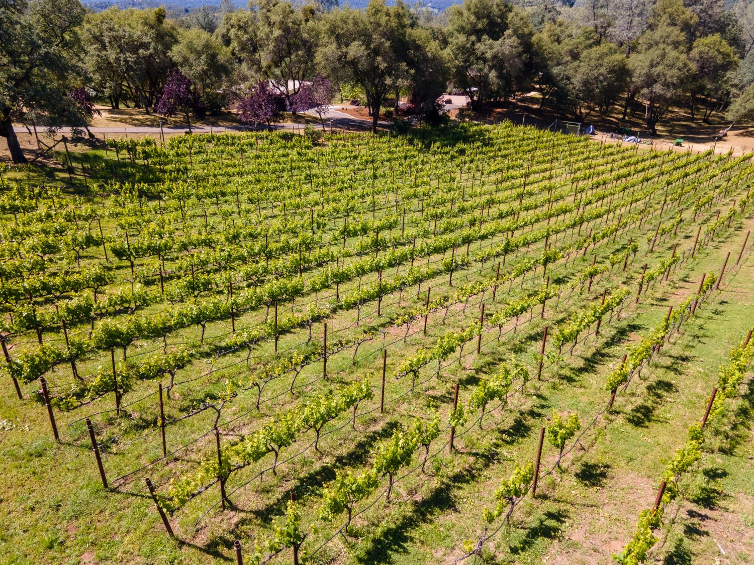 Placerville, California, 95667, United States, 3 Bedrooms Bedrooms, ,4 BathroomsBathrooms,Residential,Active,2042684