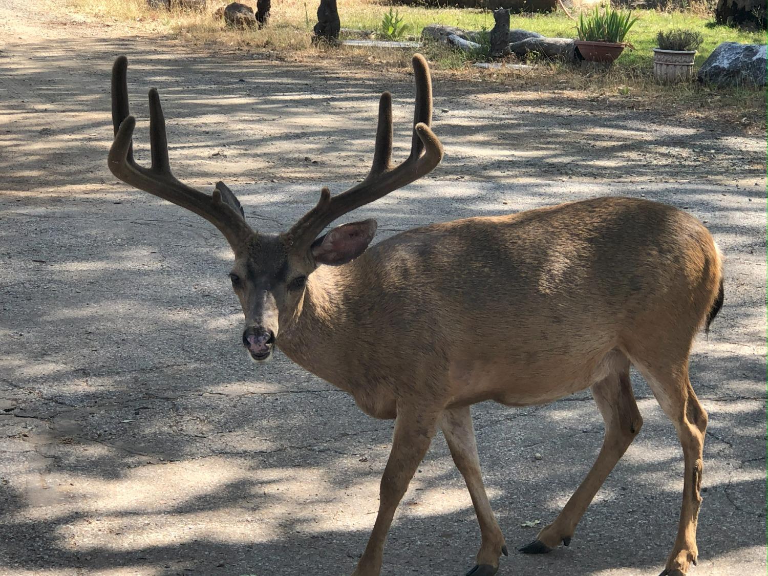Pollock Pines, California, 95726, United States, 4 Bedrooms Bedrooms, ,3 BathroomsBathrooms,Residential,Active,1880012