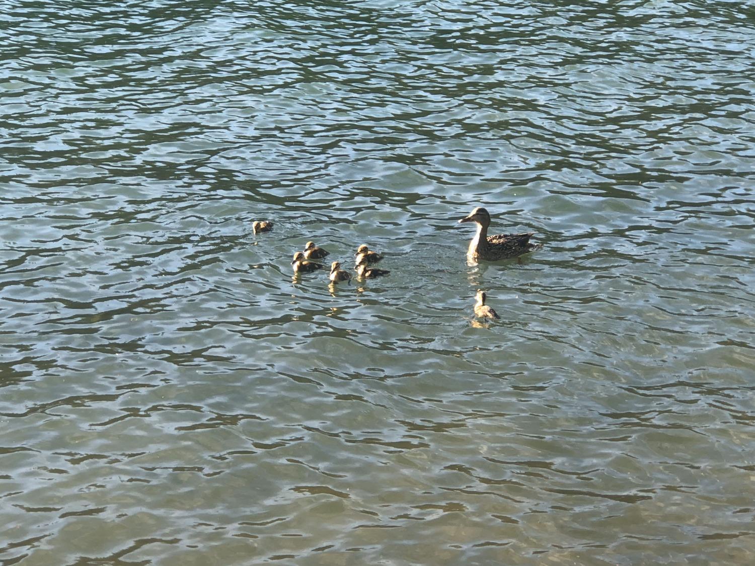 Pollock Pines, California, 95726, United States, 4 Bedrooms Bedrooms, ,3 BathroomsBathrooms,Residential,Active,1880012