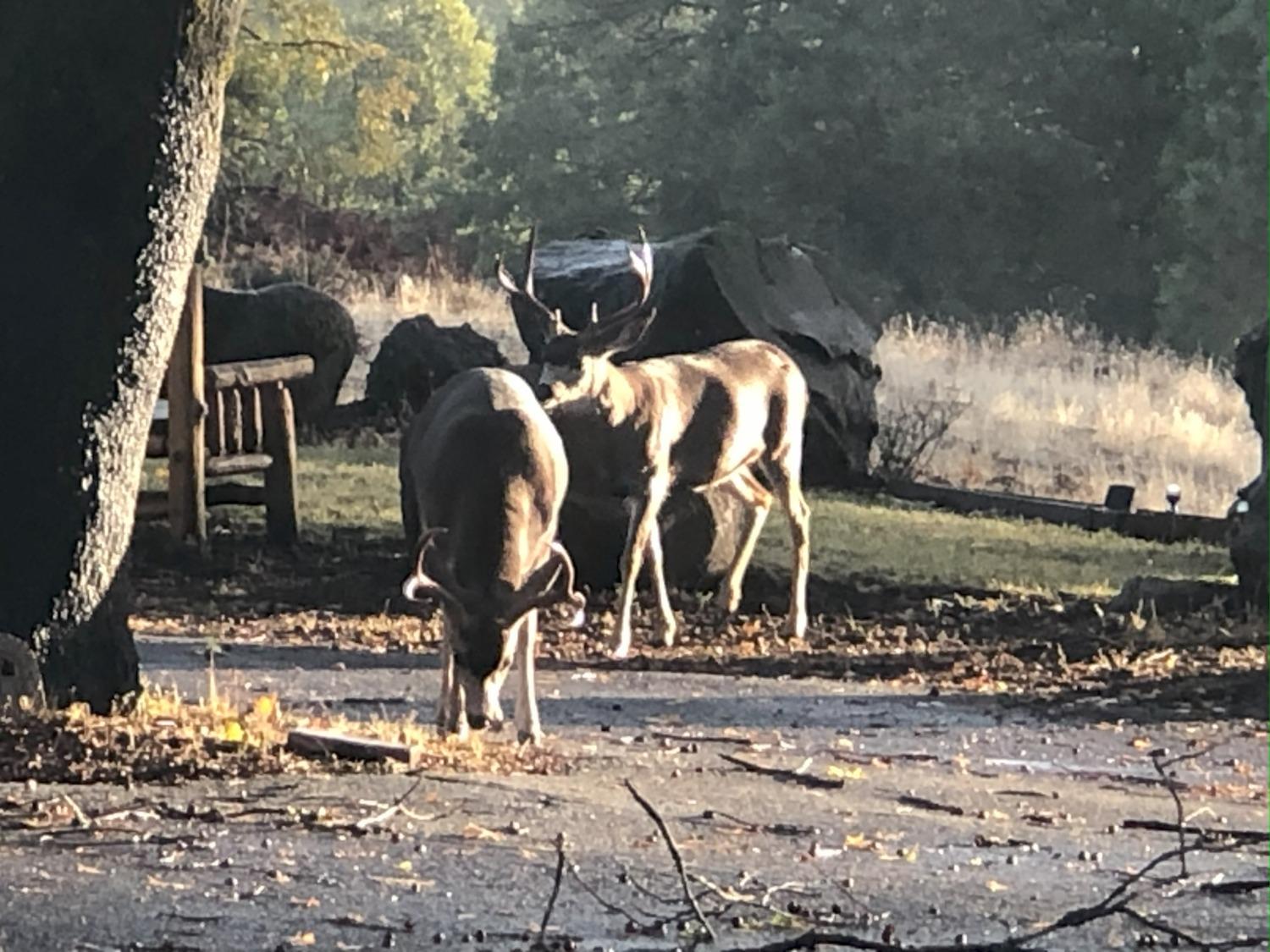 Pollock Pines, California, 95726, United States, 4 Bedrooms Bedrooms, ,3 BathroomsBathrooms,Residential,Active,1880012