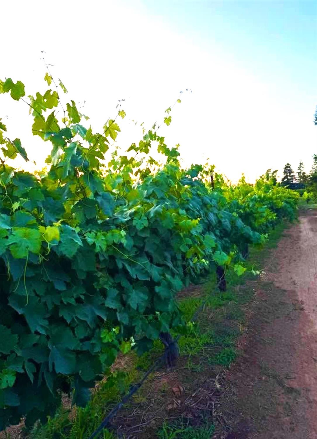 Lodi, California, 95240, United States, 3 Bedrooms Bedrooms, ,3 BathroomsBathrooms,Residential,Active,2001349