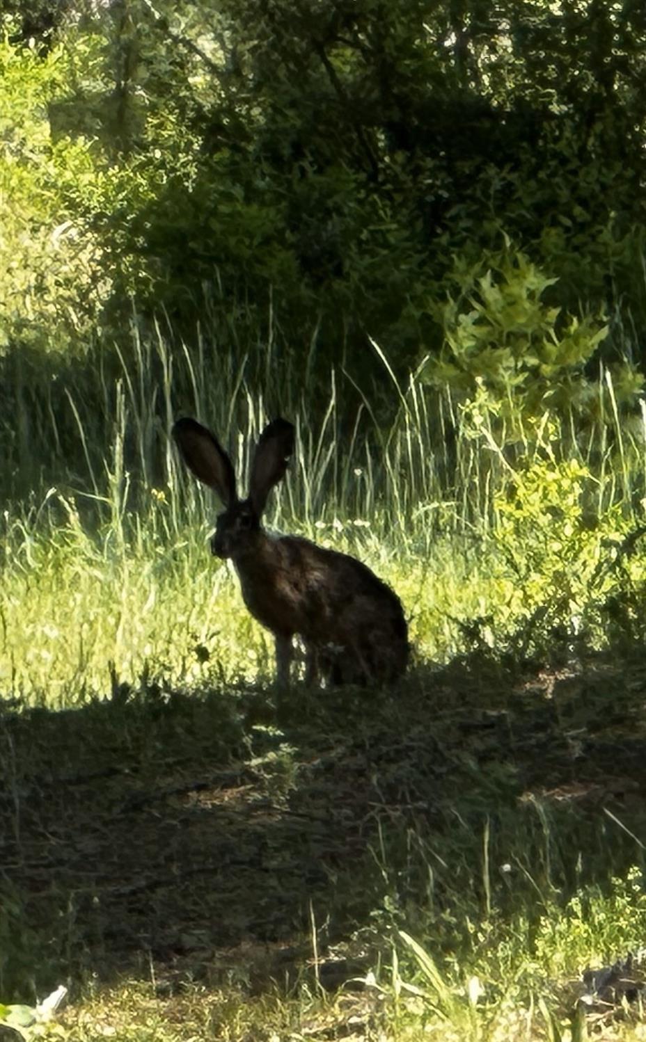 Pollock Pines, California, 95726, United States, 4 Bedrooms Bedrooms, ,3 BathroomsBathrooms,Residential,Active,1880012