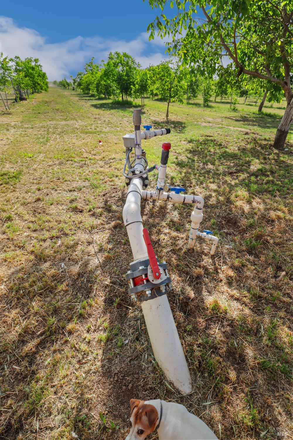 Winters, California, 95694, United States, 3 Bedrooms Bedrooms, ,2 BathroomsBathrooms,Residential,Active,1972159