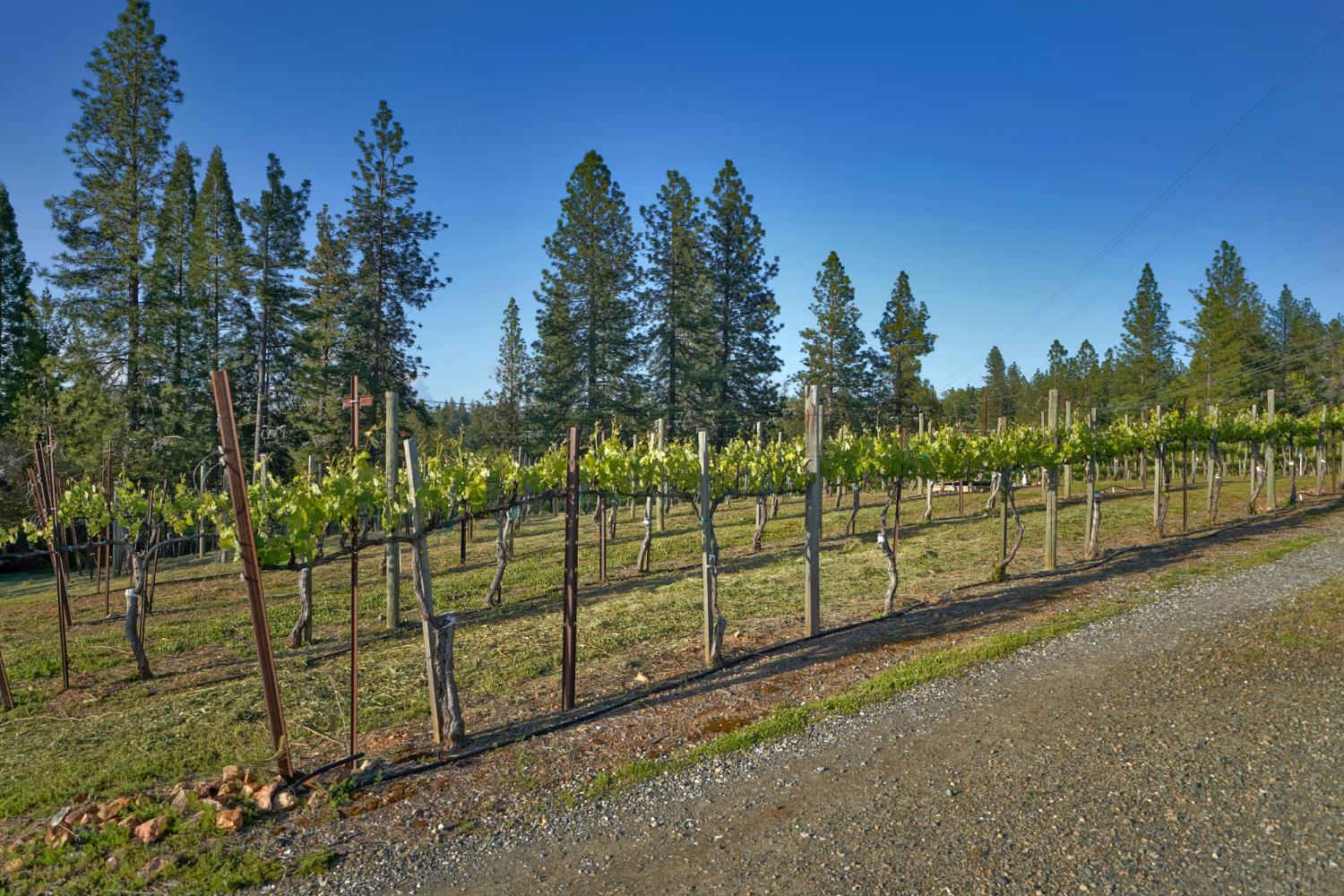 Placerville, California, 95667, United States, 3 Bedrooms Bedrooms, ,3 BathroomsBathrooms,Residential,Active,1834323