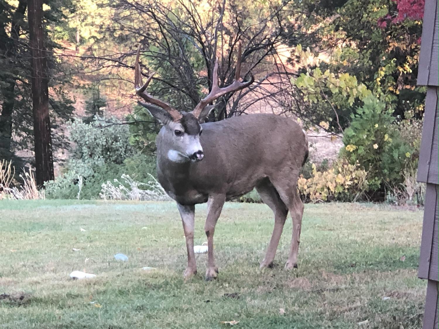 Pollock Pines, California, 95726, United States, 4 Bedrooms Bedrooms, ,3 BathroomsBathrooms,Residential,Active,1880012