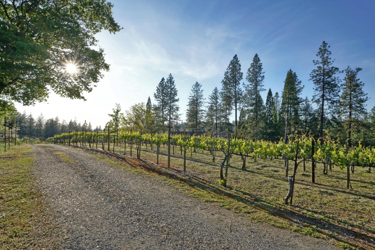 Placerville, California, 95667, United States, 3 Bedrooms Bedrooms, ,3 BathroomsBathrooms,Residential,Active,1834323