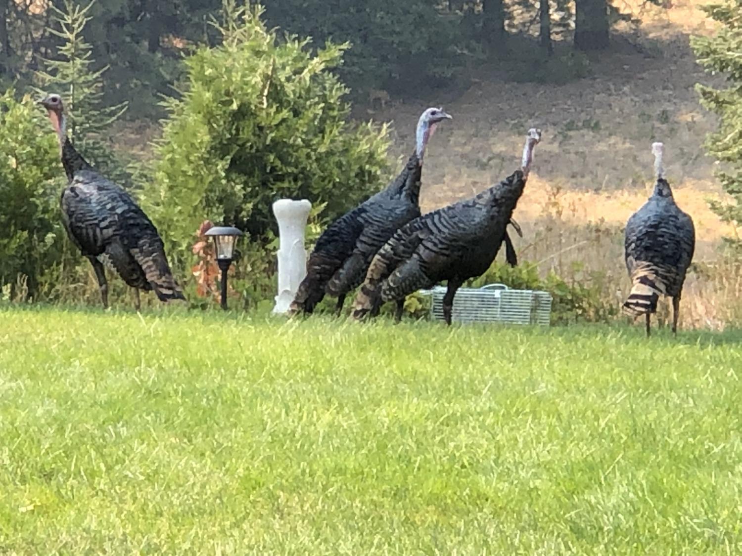 Pollock Pines, California, 95726, United States, 4 Bedrooms Bedrooms, ,3 BathroomsBathrooms,Residential,Active,1880012