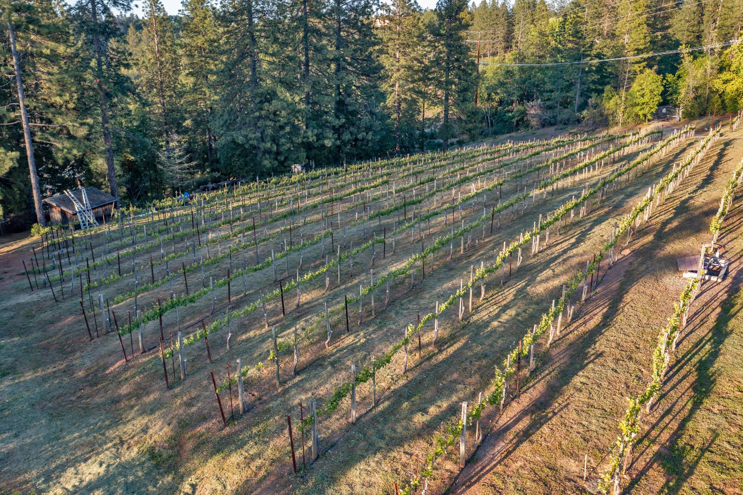 Placerville, California, 95667, United States, 3 Bedrooms Bedrooms, ,3 BathroomsBathrooms,Residential,Active,1834323