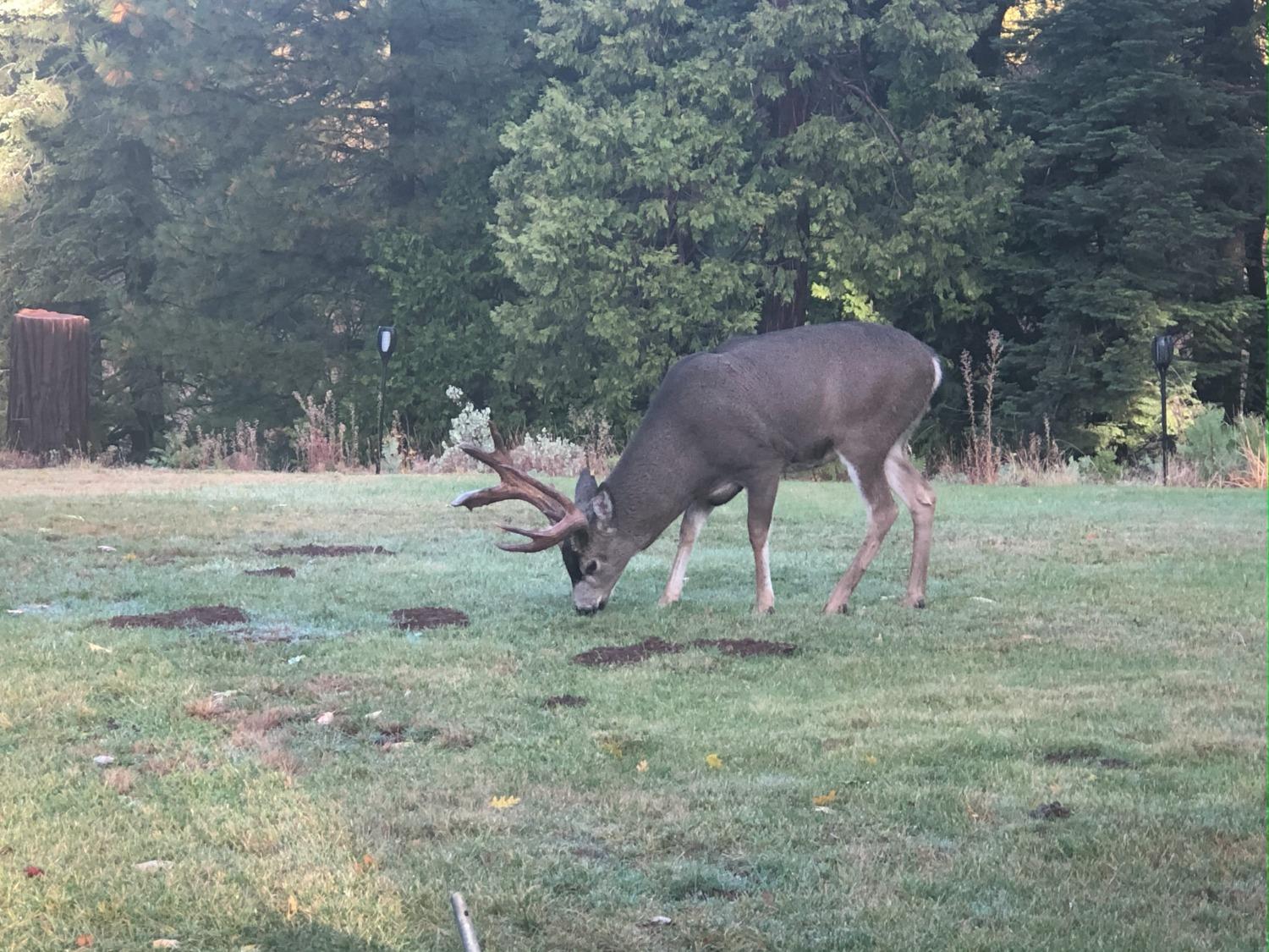 Pollock Pines, California, 95726, United States, 4 Bedrooms Bedrooms, ,3 BathroomsBathrooms,Residential,Active,1880012