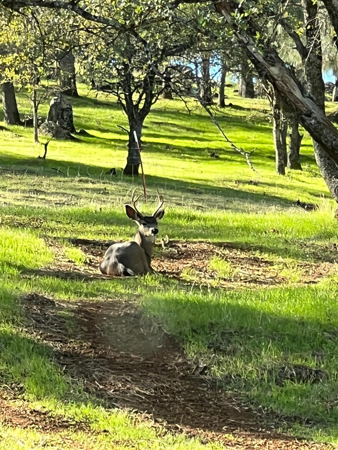Angels Camp, California, 95222, United States, 3 Bedrooms Bedrooms, ,2 BathroomsBathrooms,Residential,Active,1942399
