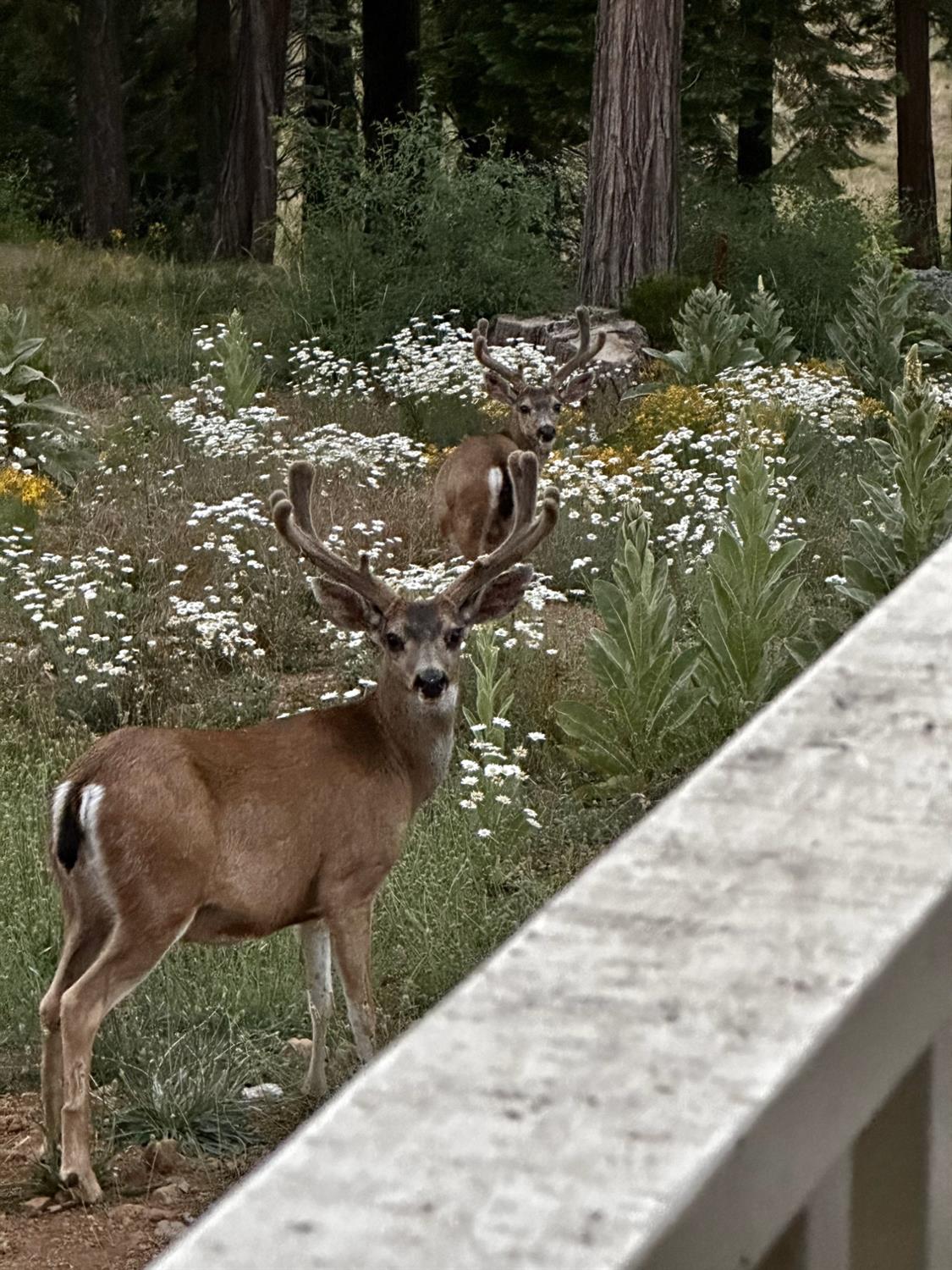 Pollock Pines, California, 95726, United States, 4 Bedrooms Bedrooms, ,3 BathroomsBathrooms,Residential,Active,1880012