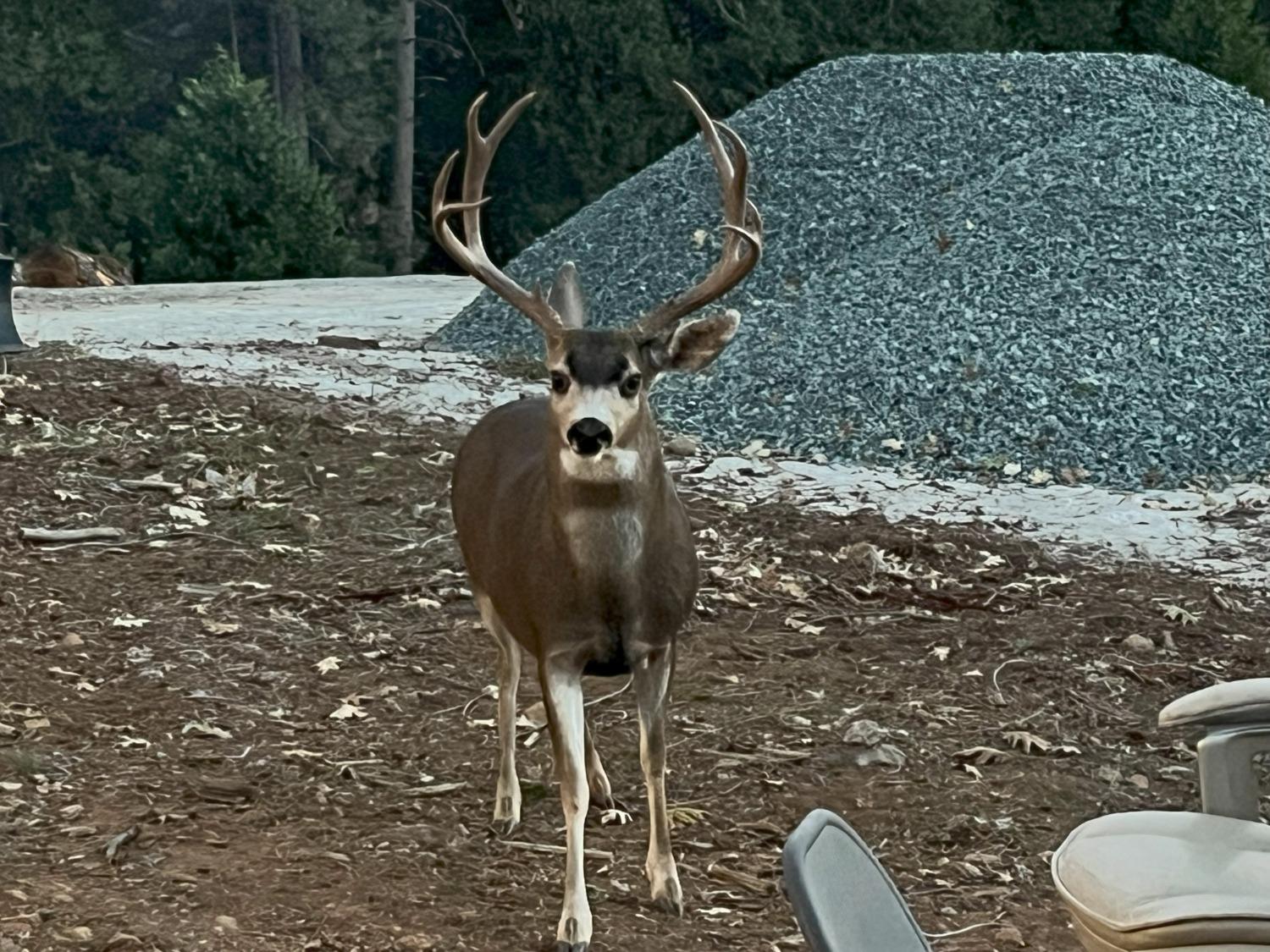Pollock Pines, California, 95726, United States, 4 Bedrooms Bedrooms, ,3 BathroomsBathrooms,Residential,Active,1880012