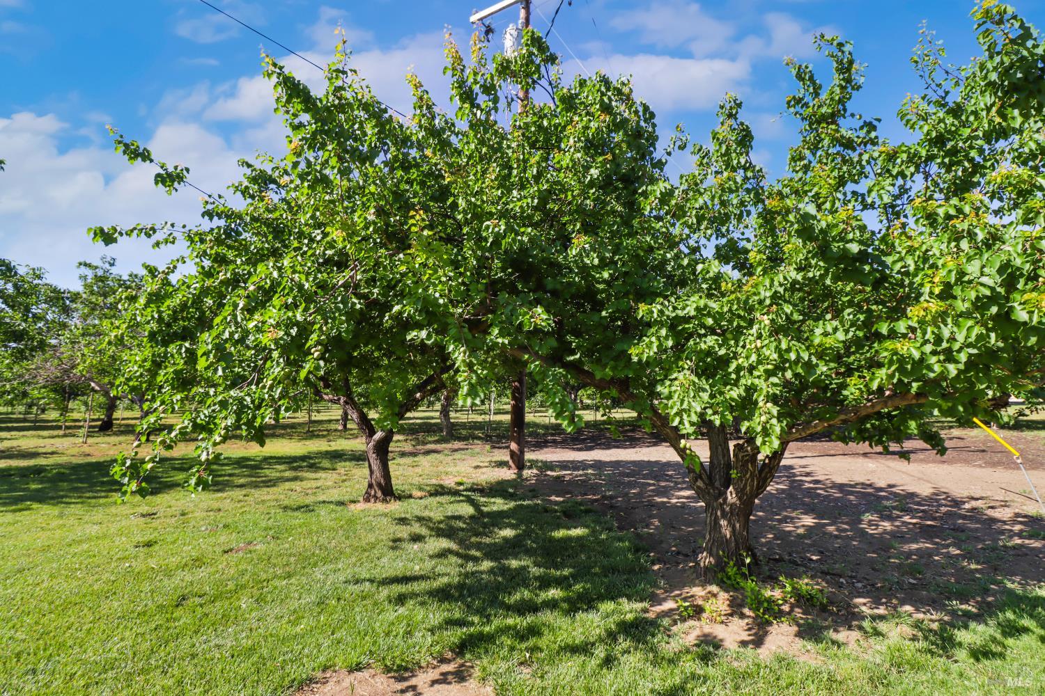 Winters, California, 95694, United States, 3 Bedrooms Bedrooms, ,2 BathroomsBathrooms,Residential,Active,1972159