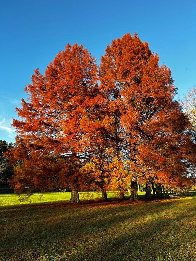 Warne, North Carolina, 28909, United States, 5 Bedrooms Bedrooms, ,6 BathroomsBathrooms,Residential,Active,1968111