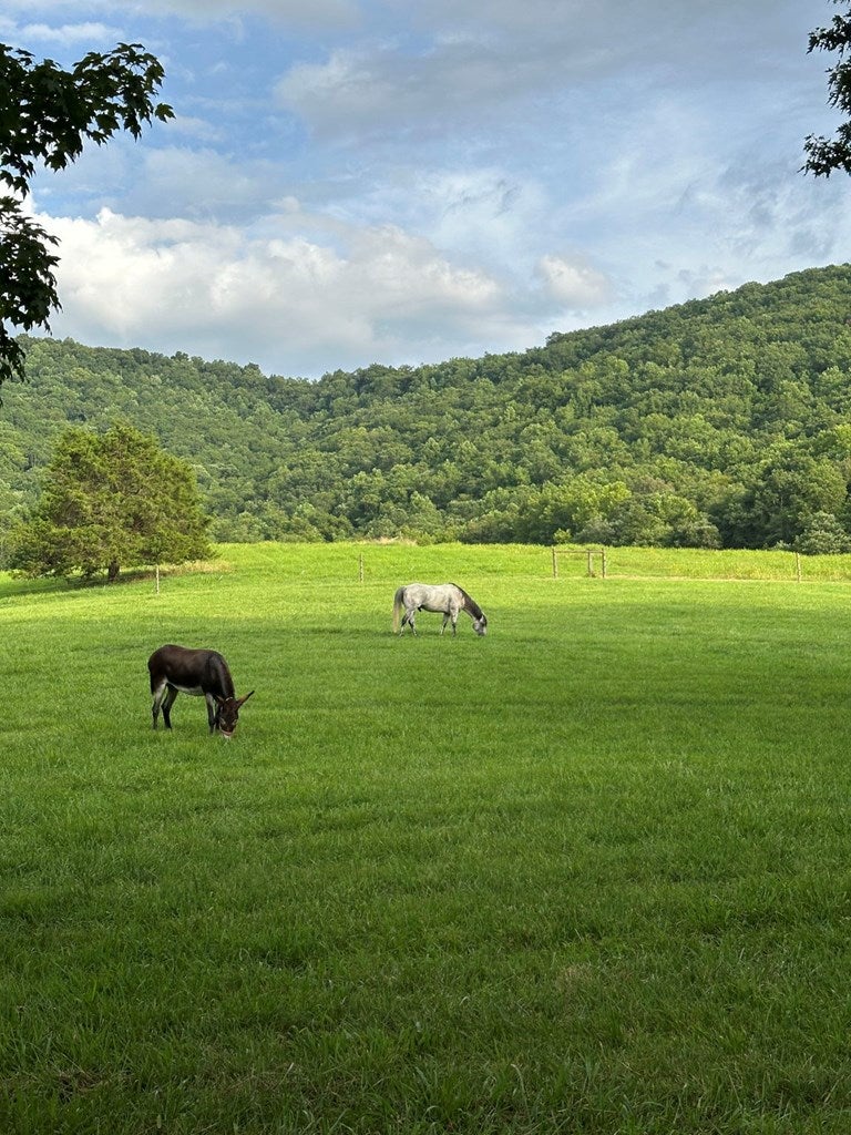 Warne, North Carolina, 28909, United States, 5 Bedrooms Bedrooms, ,6 BathroomsBathrooms,Residential,Active,1968111